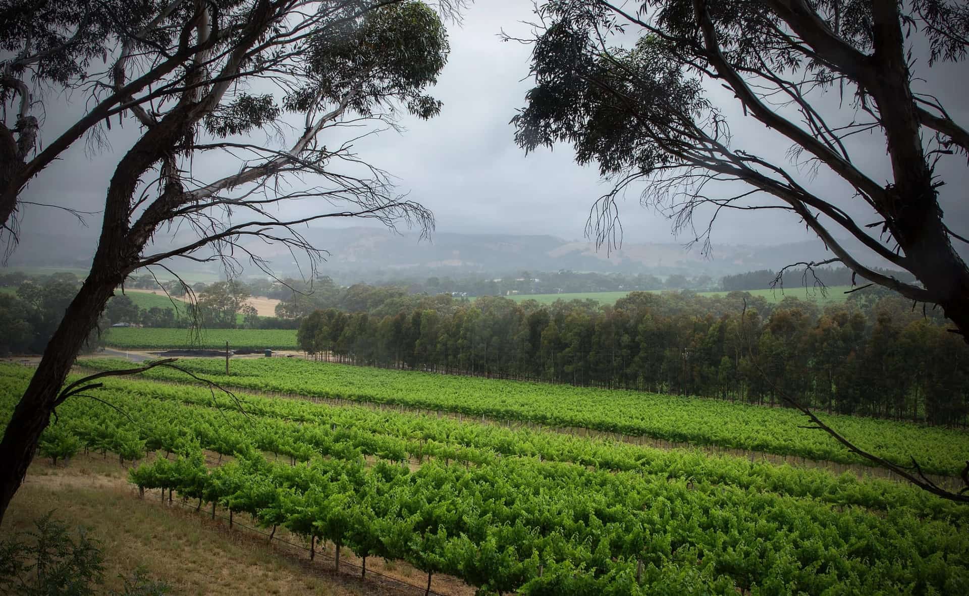 Vine rows at The Range under a low McLaren Vale sky, framed by gum trees