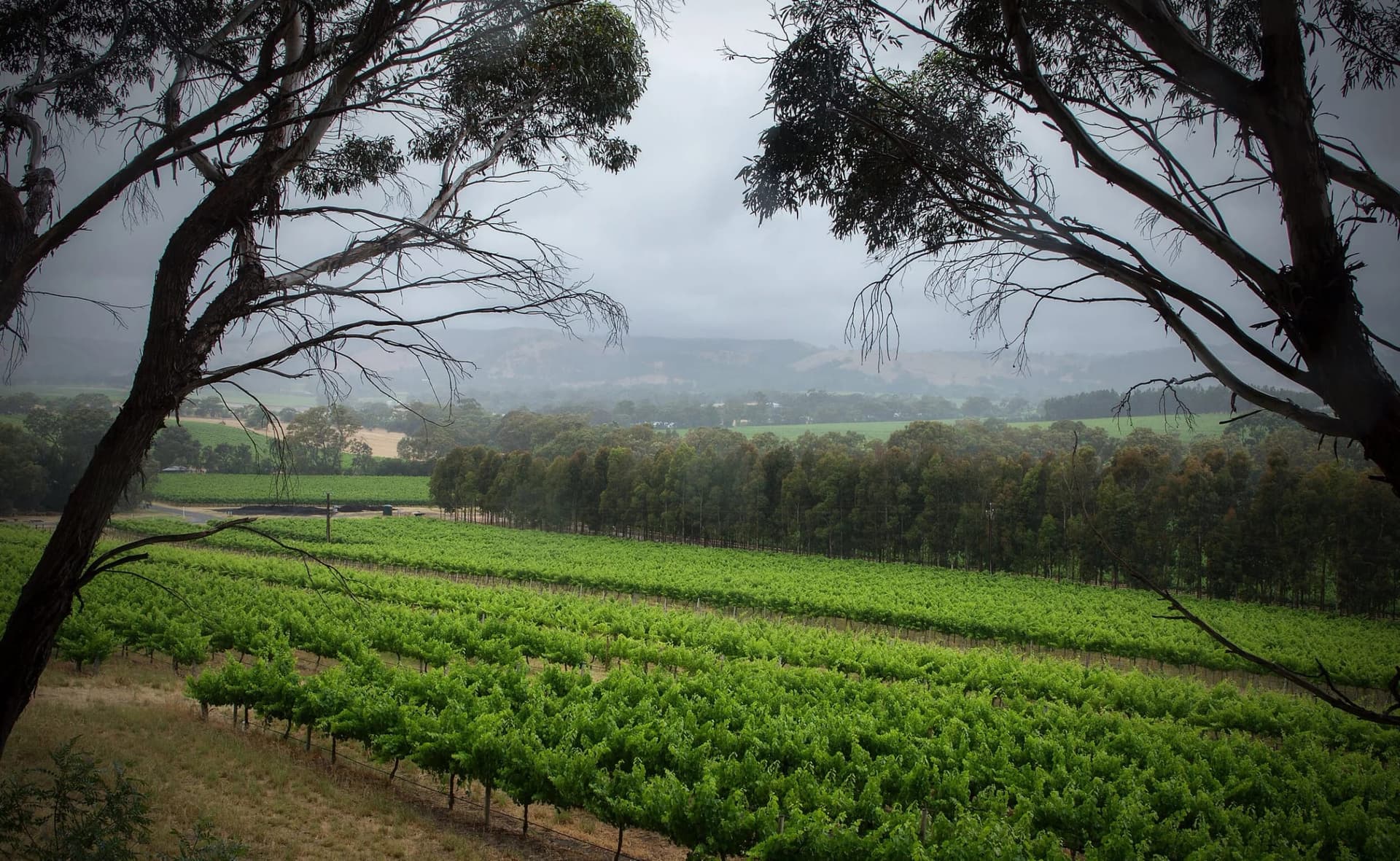 Vine rows at The Range under a soft McLaren Vale sky